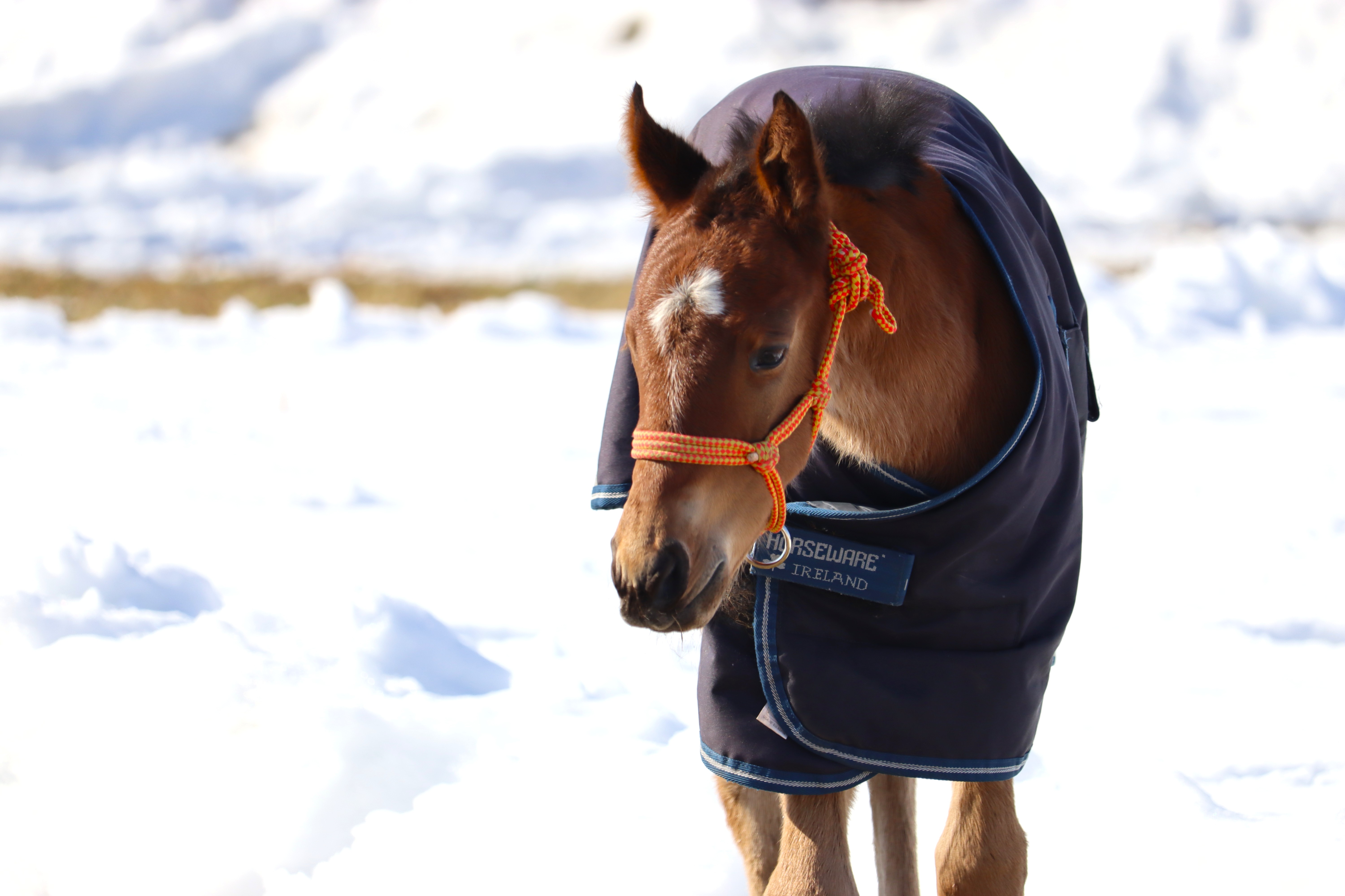 レース実績サムネイル画像