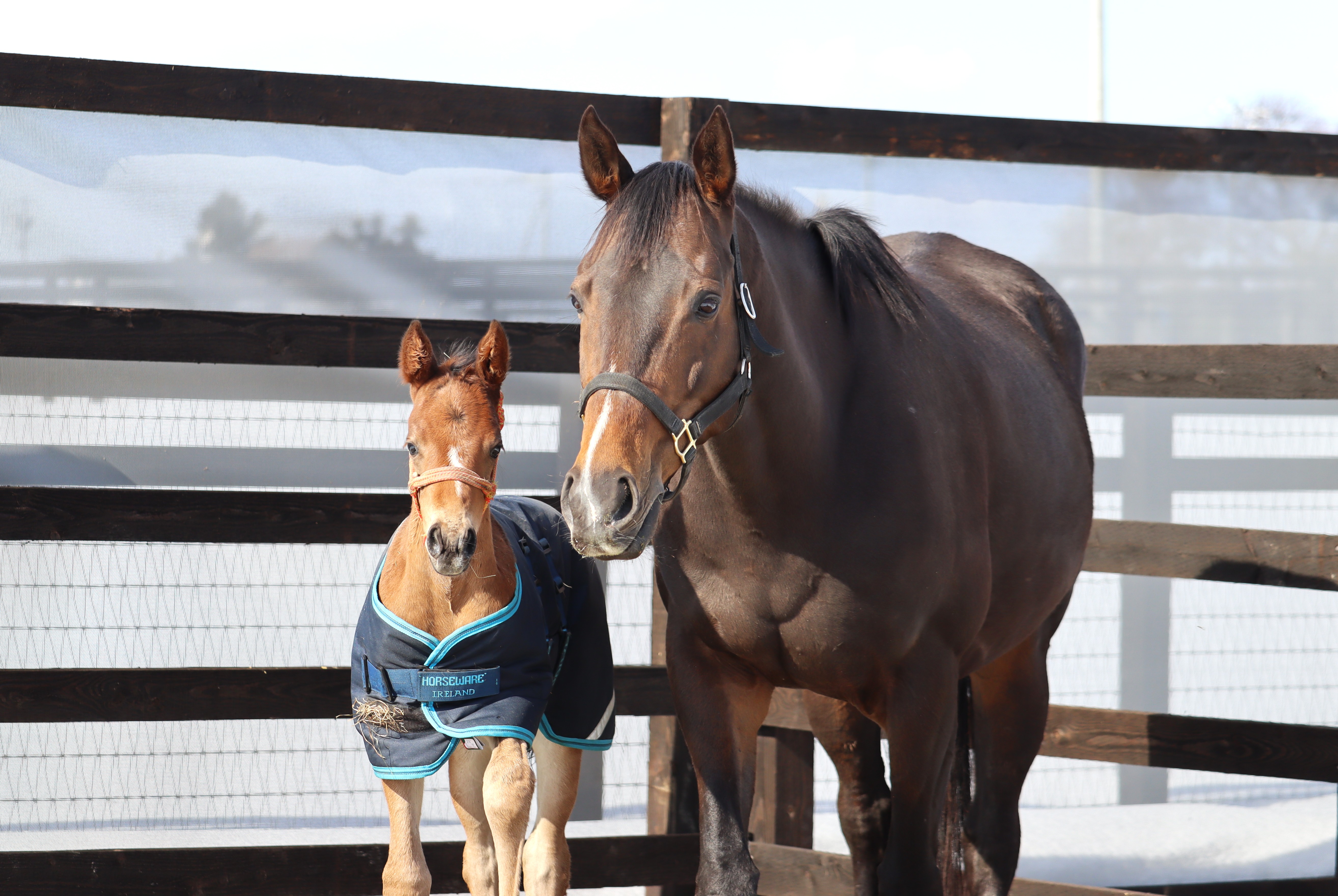 レース実績サムネイル画像