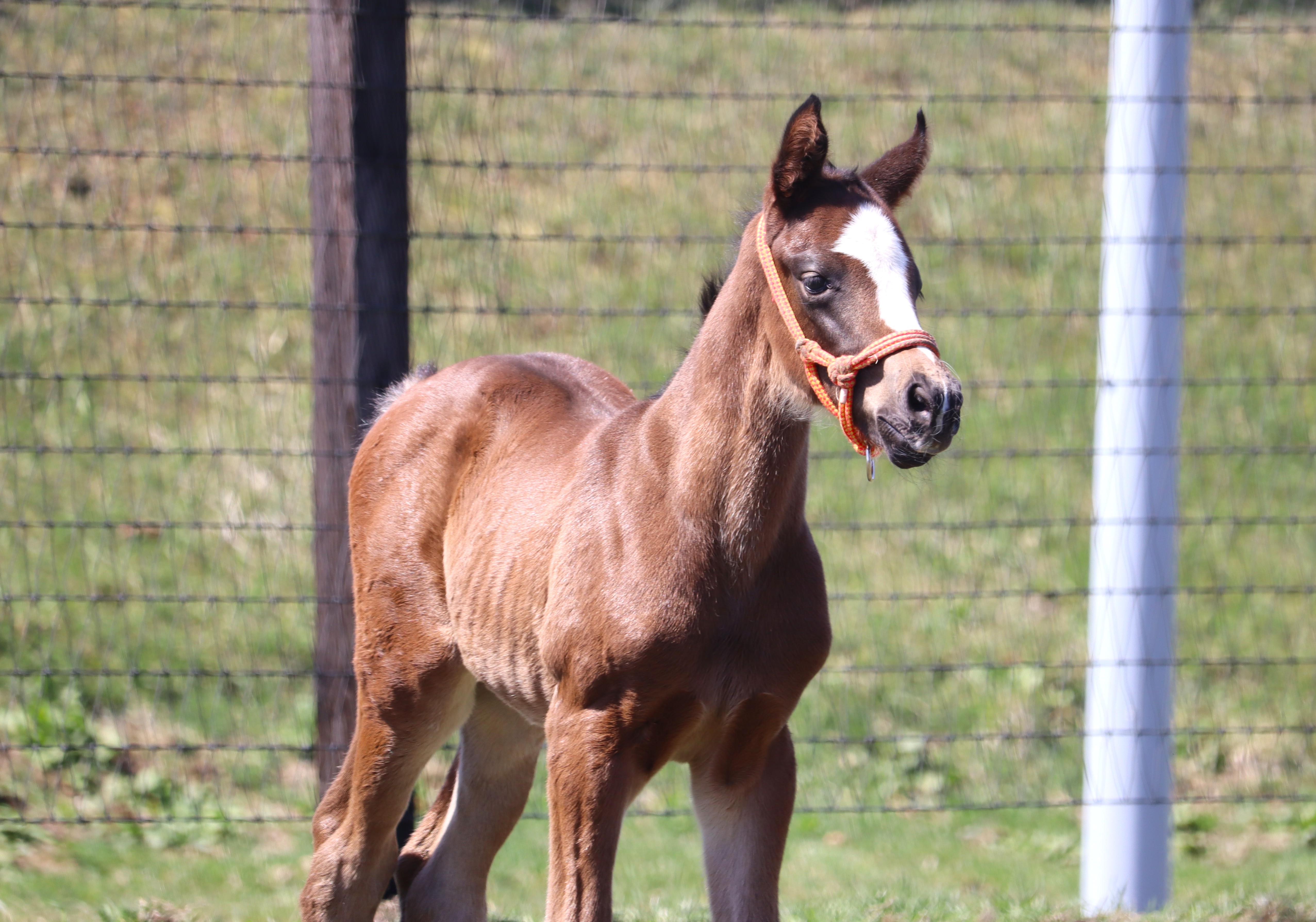 レース実績サムネイル画像