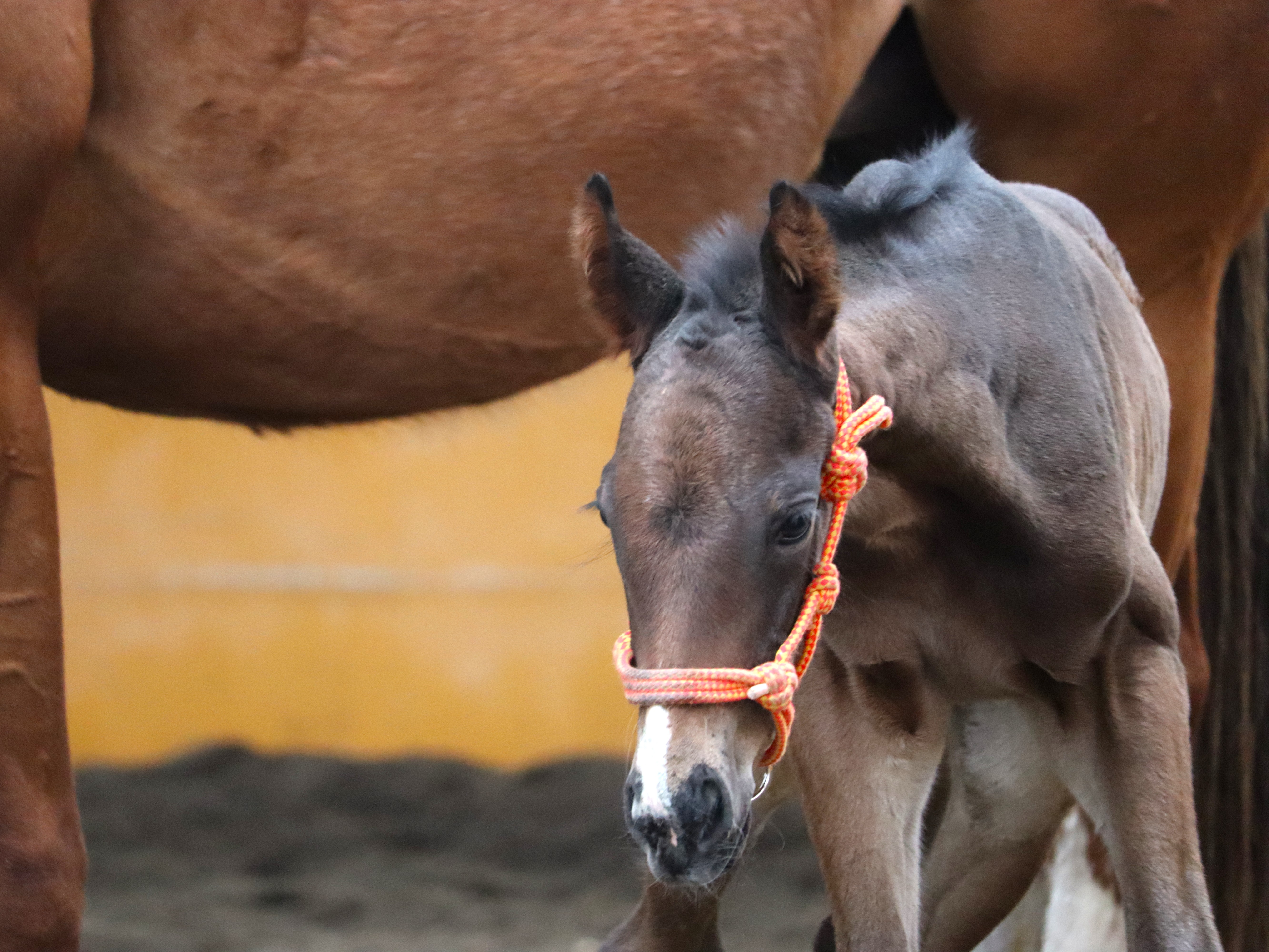 レース実績サムネイル画像