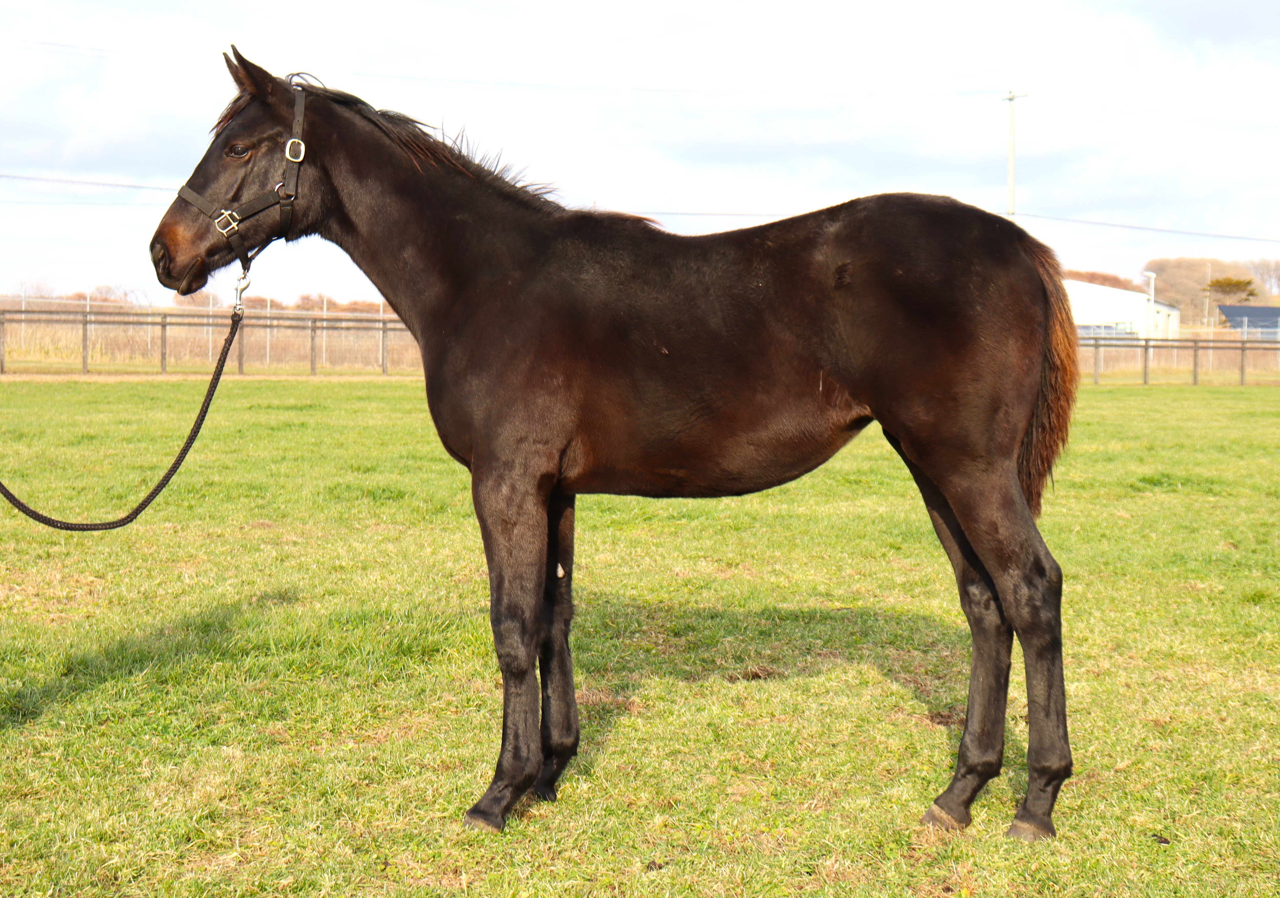 販売馬情報サムネイル画像