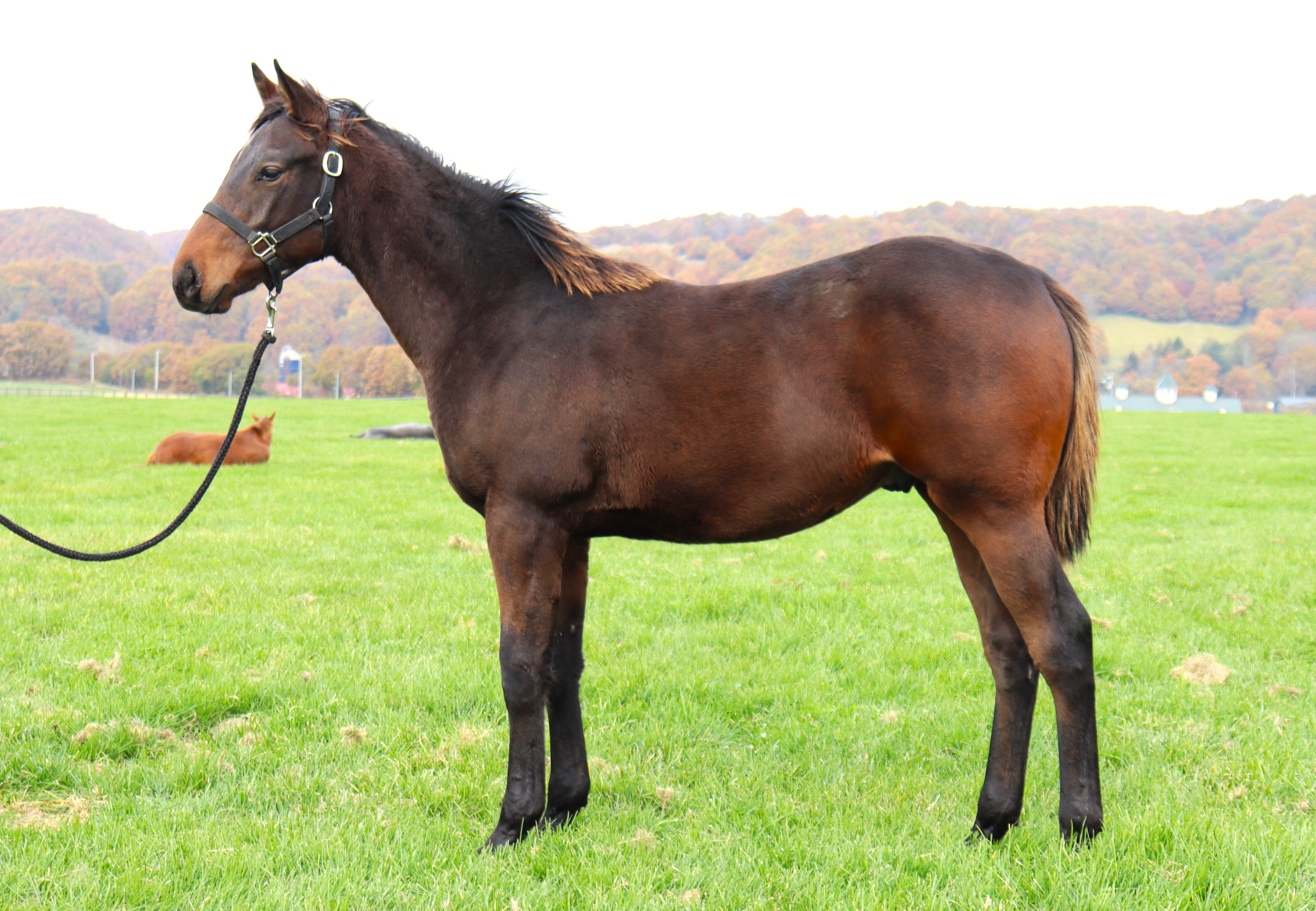 販売馬情報サムネイル画像