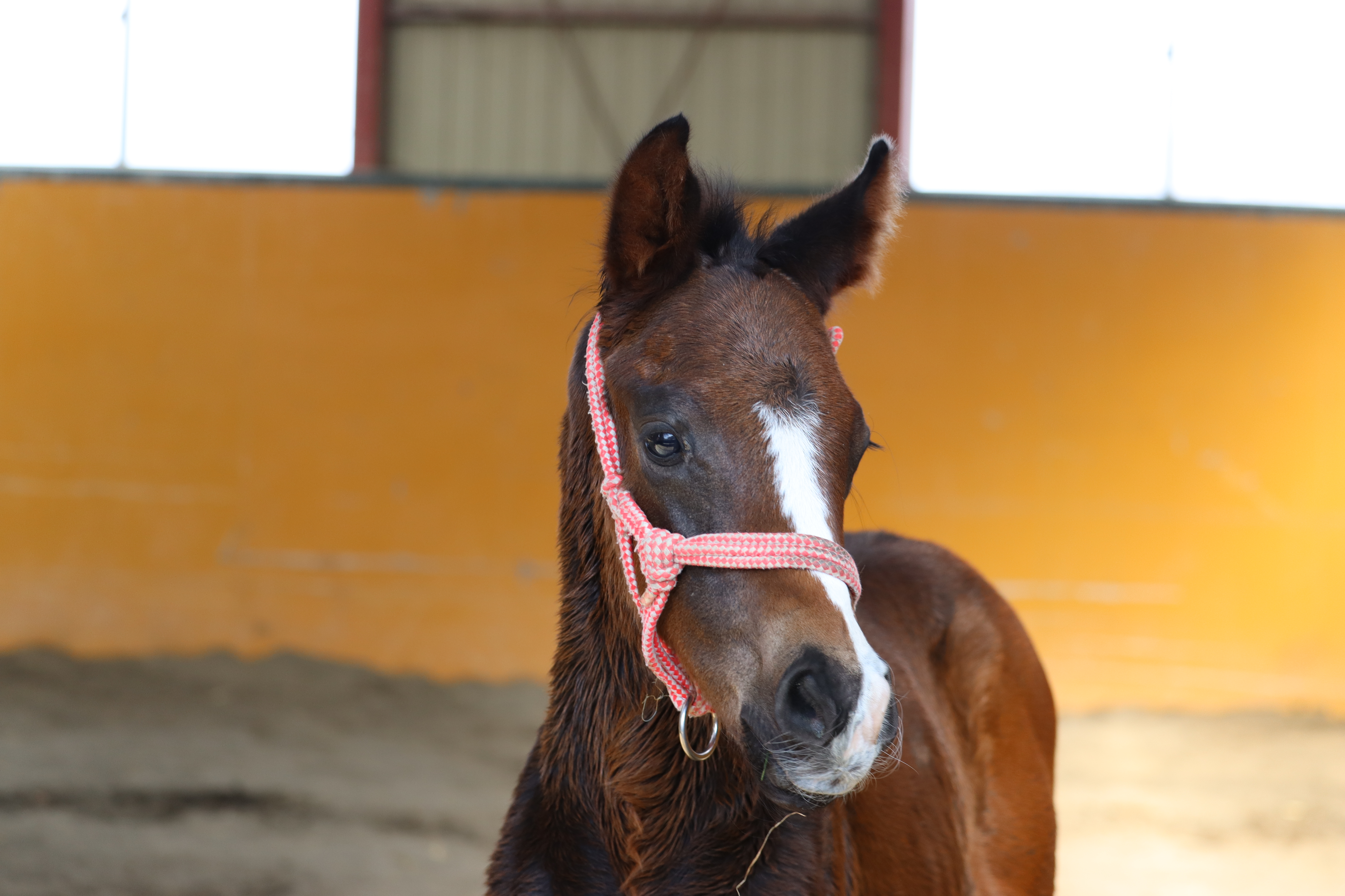 レース実績サムネイル画像