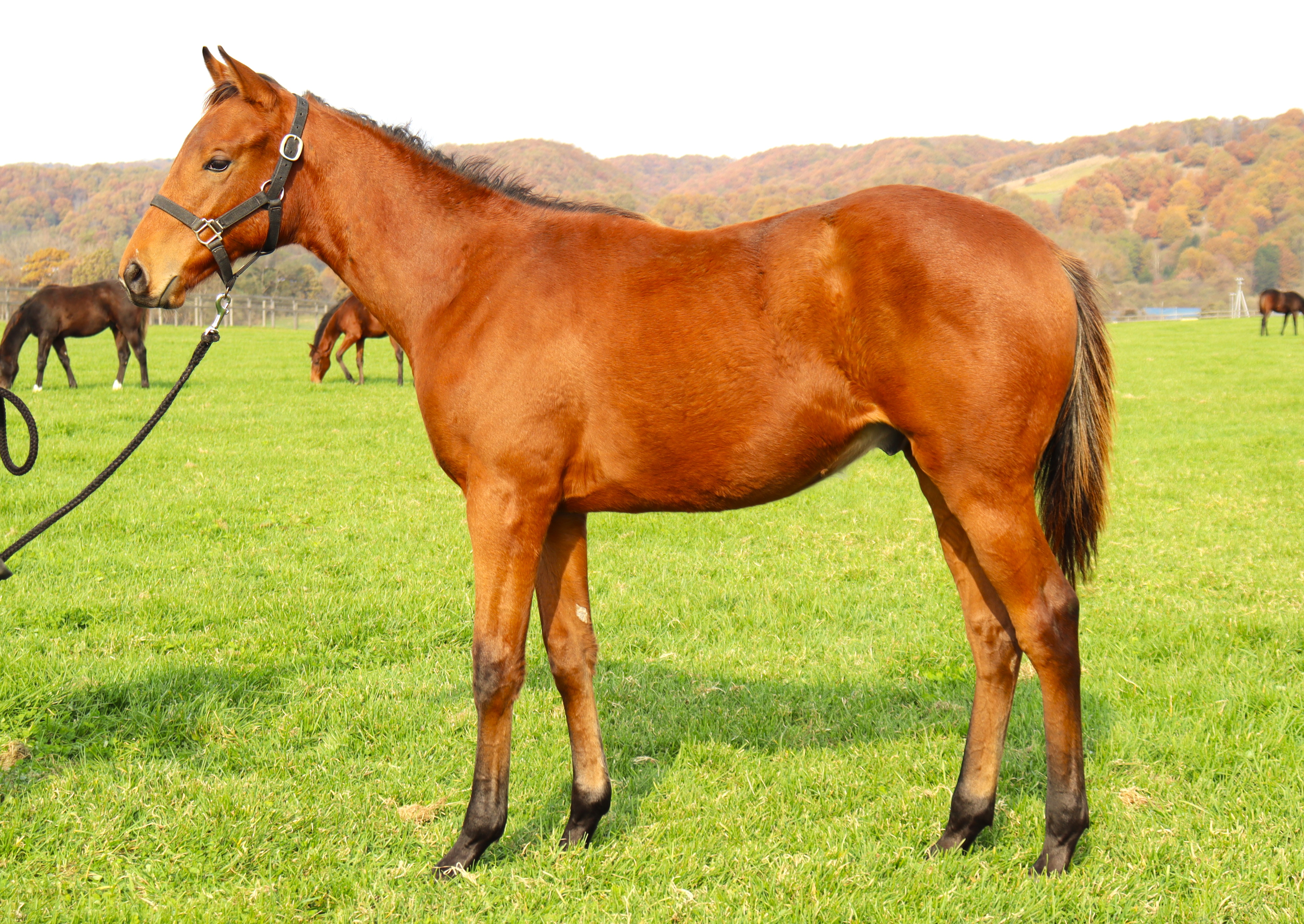 販売馬情報サムネイル画像