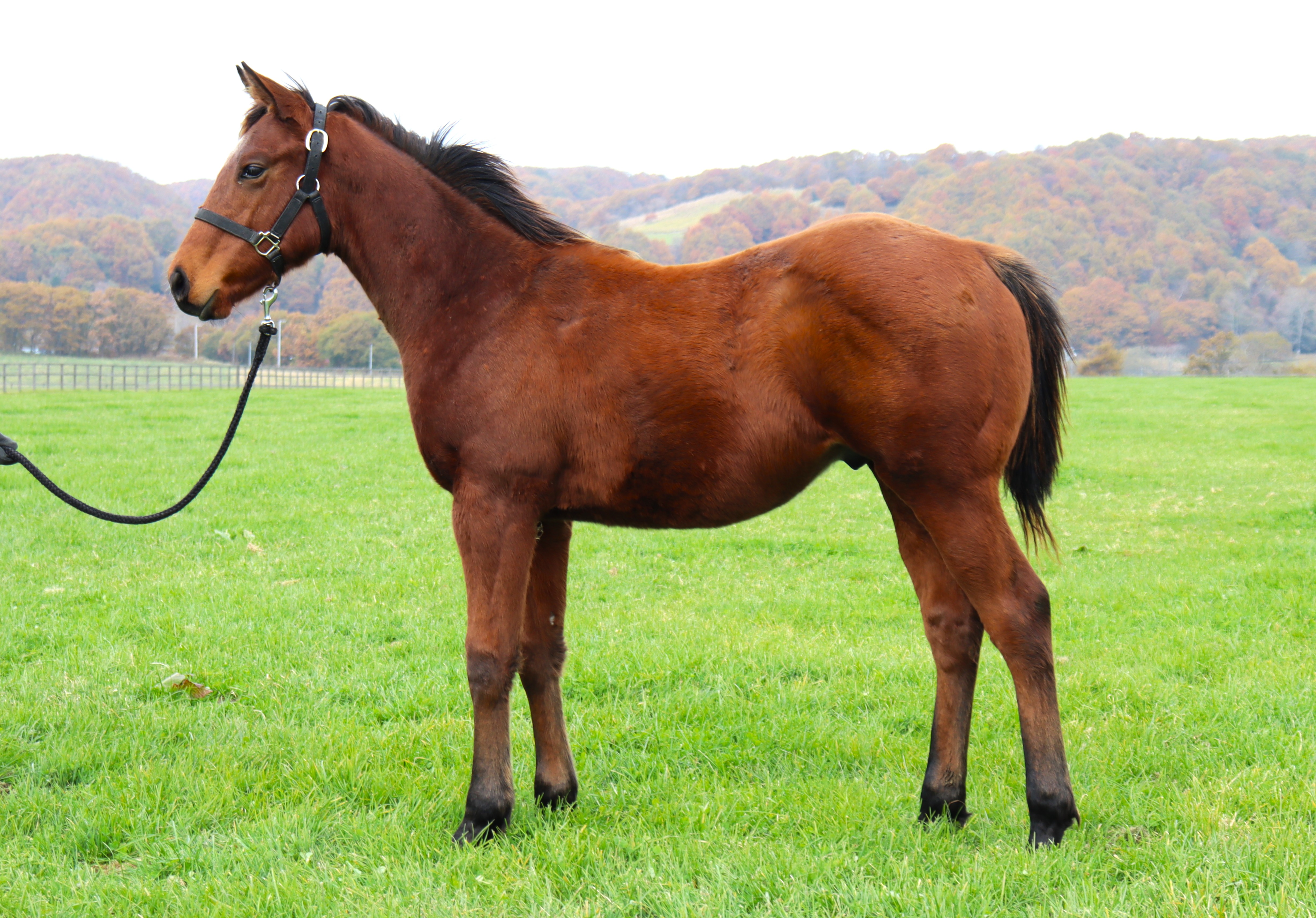 販売馬情報サムネイル画像