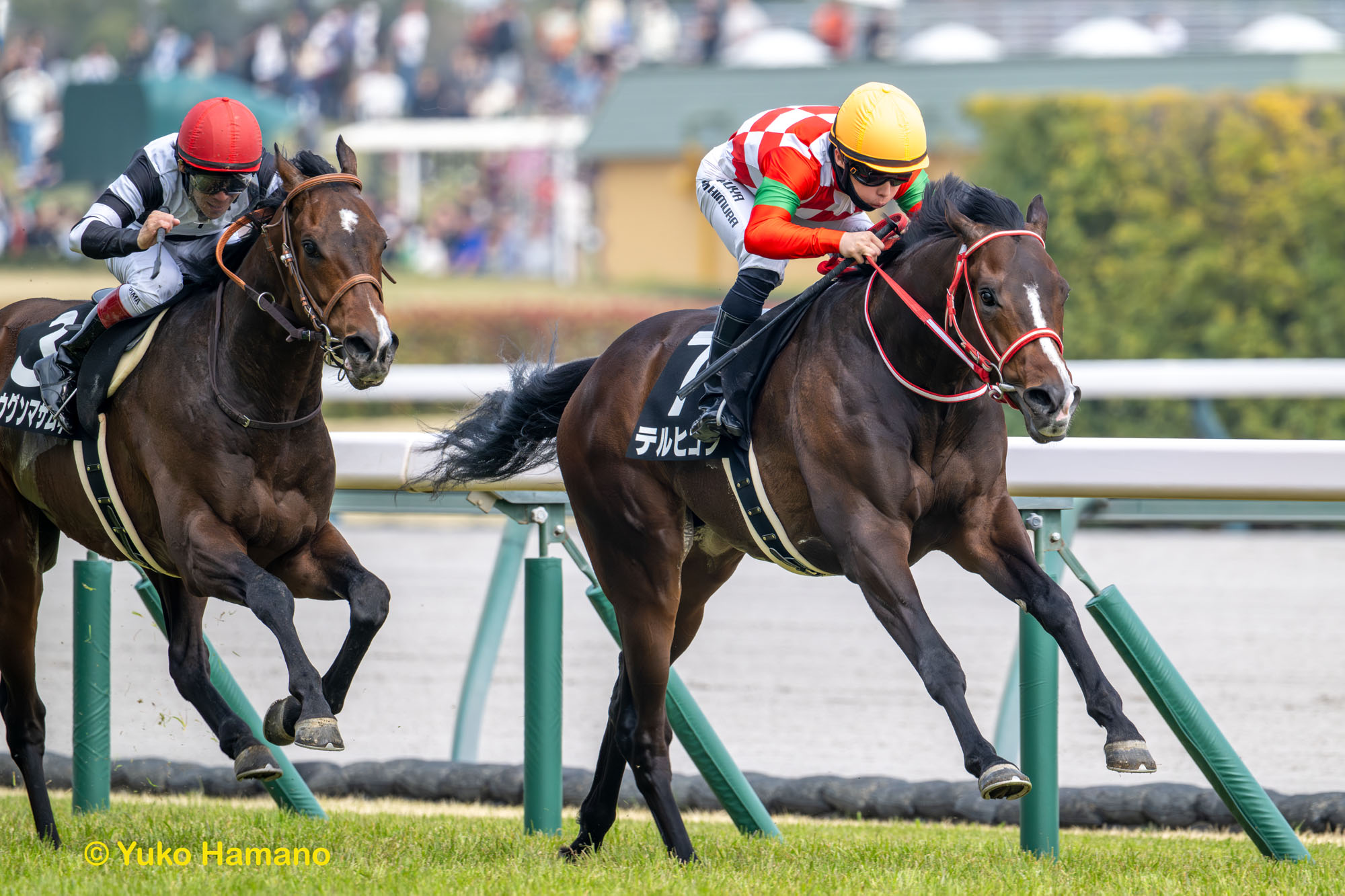レース実績サムネイル画像