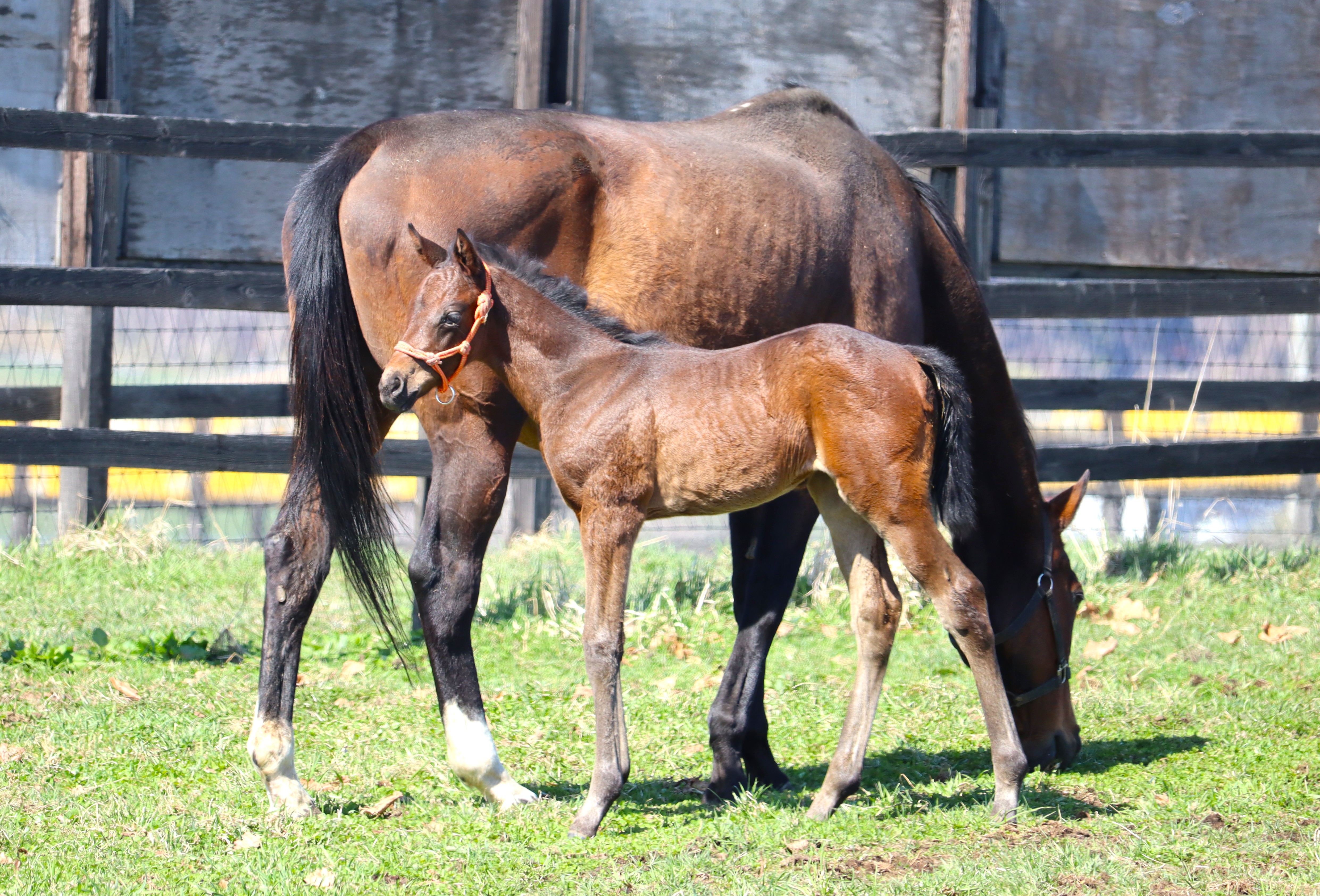 レース実績サムネイル画像