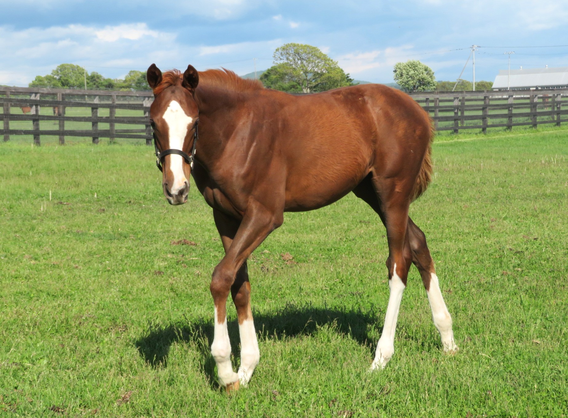 レース実績サムネイル画像