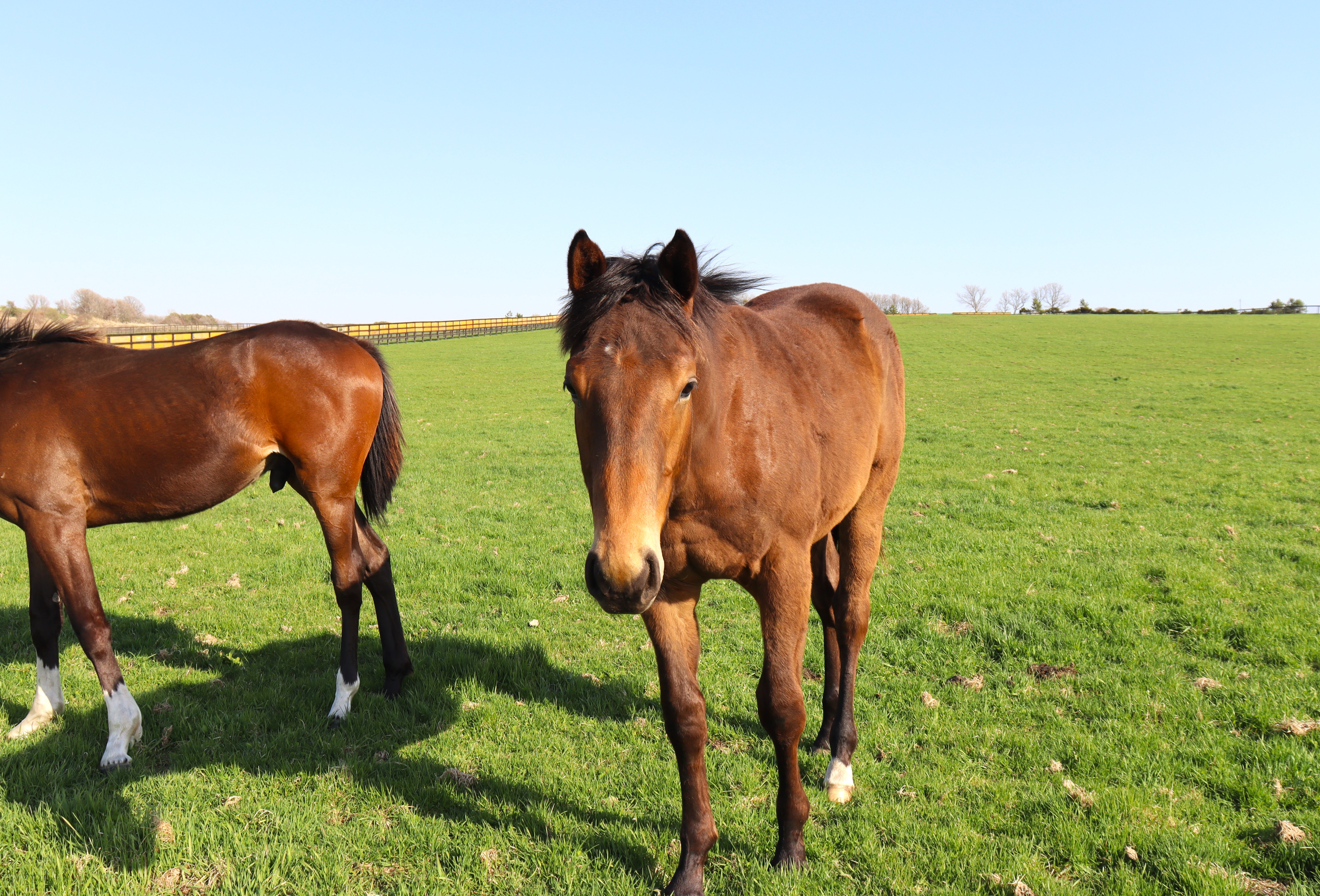 レース実績サムネイル画像
