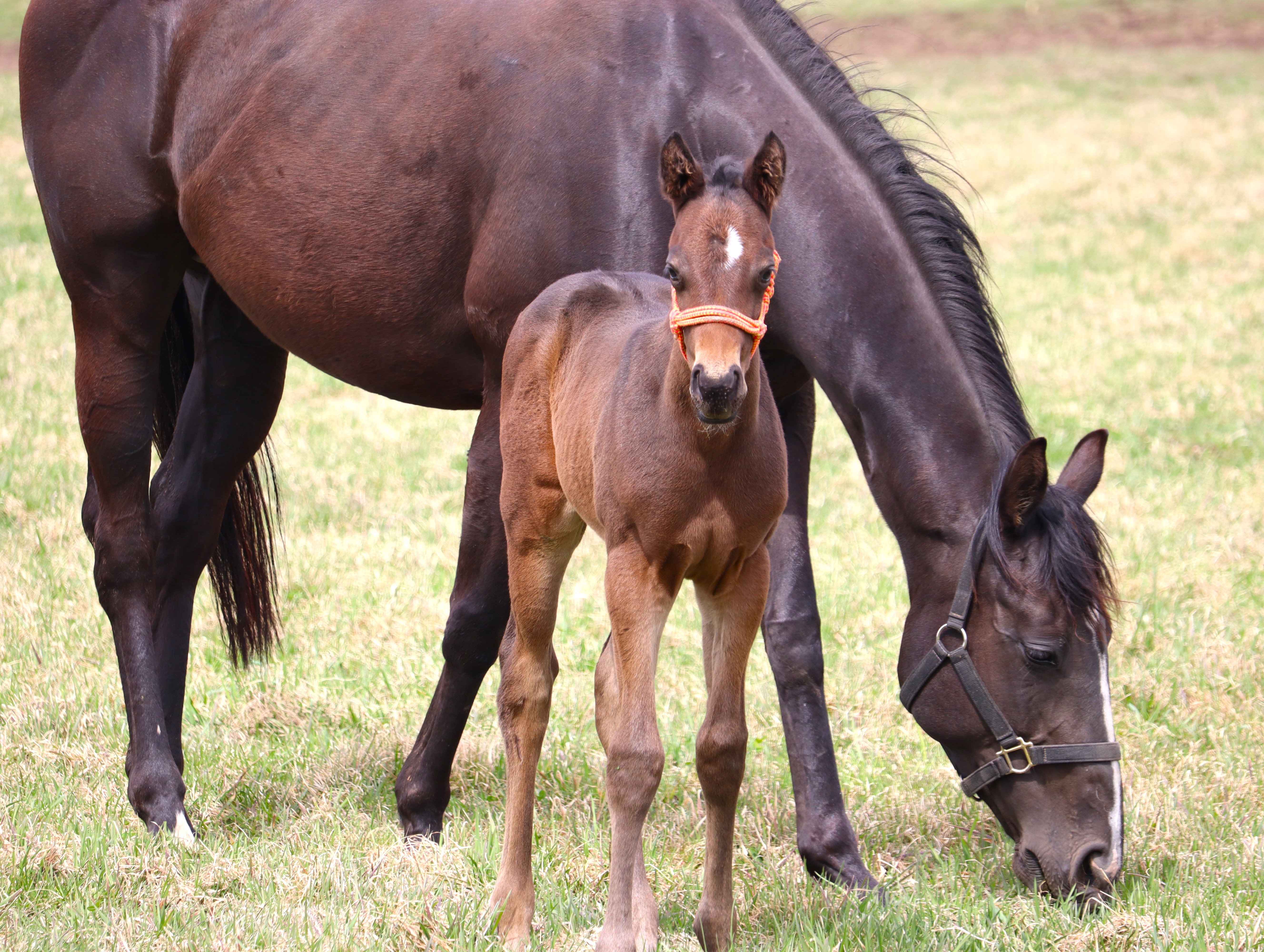 レース実績サムネイル画像