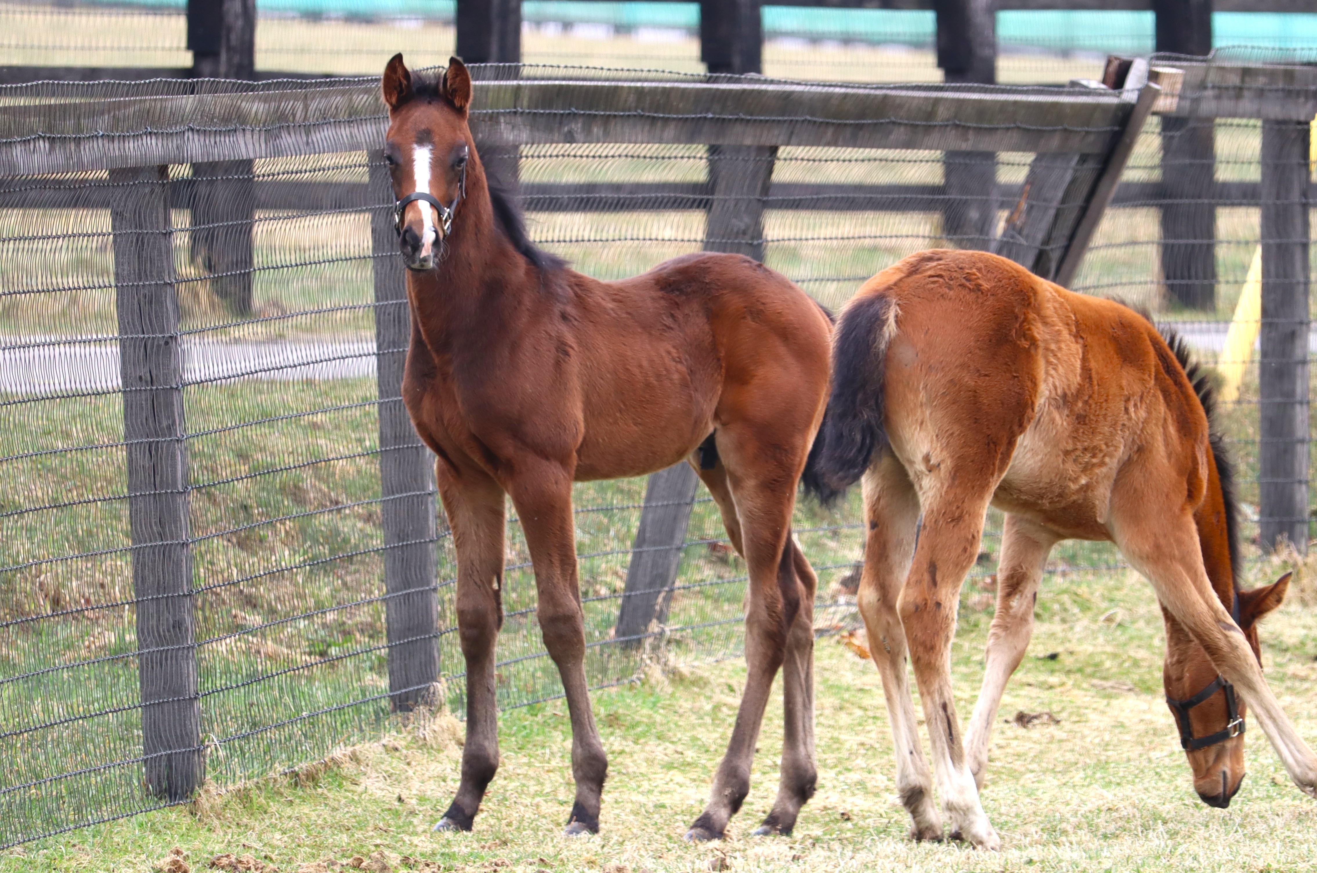 レース実績サムネイル画像